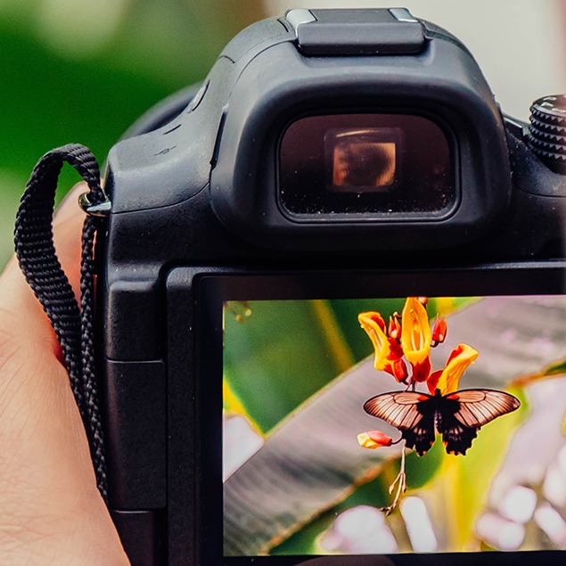 ¿Fotógrafo de fauna? Los mejores objetivos de nivel básico a experimentado para fotografía